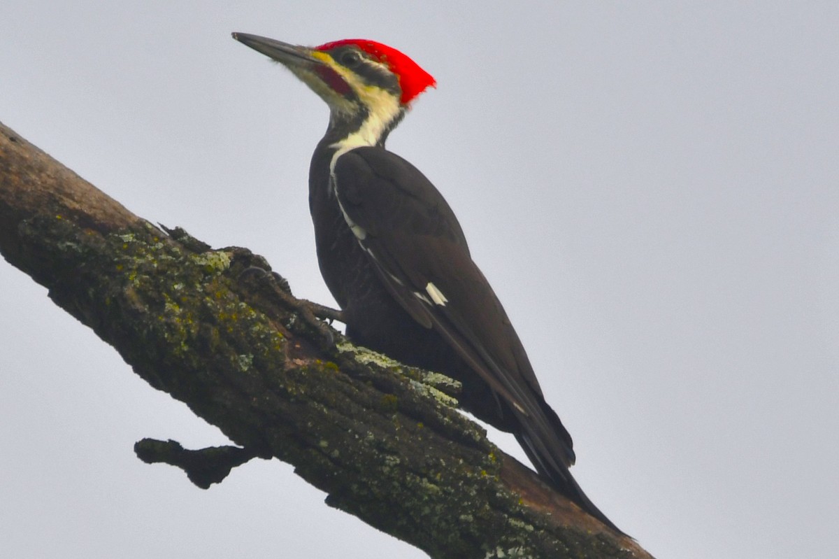Pileated Woodpecker - ML642068865
