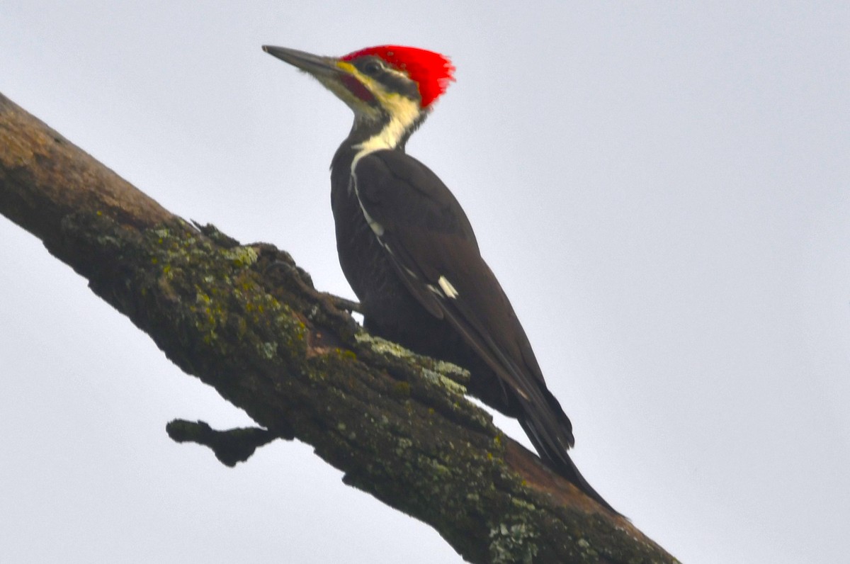 Pileated Woodpecker - ML642068866