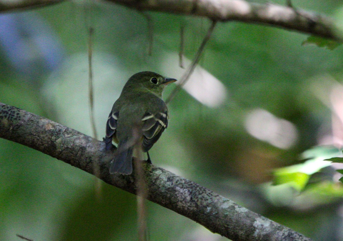 Acadian Flycatcher - ML642068867