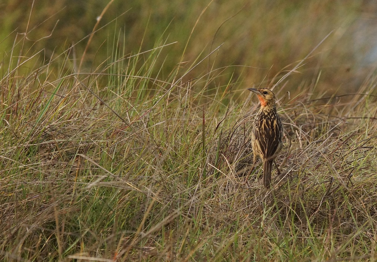 クロスジツメナガタヒバリ - ML642068870