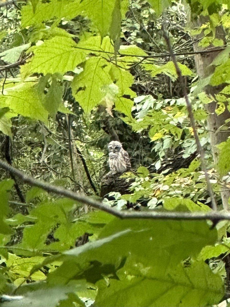アメリカフクロウ - ML642068874