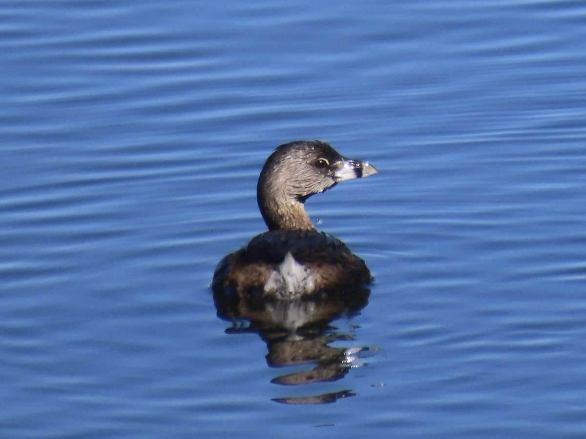 Pied-billed Grebe - ML642068881