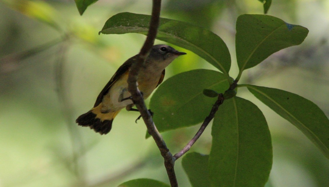 American Redstart - ML642068886