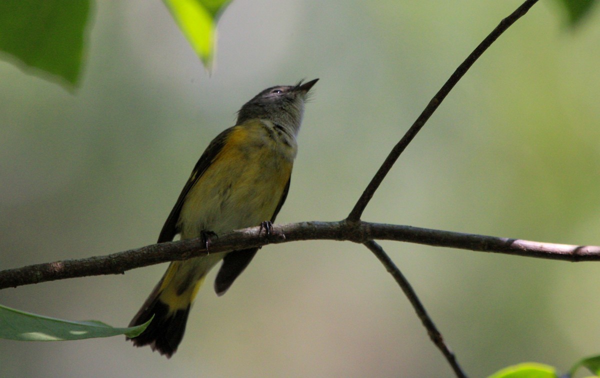 American Redstart - ML642068887