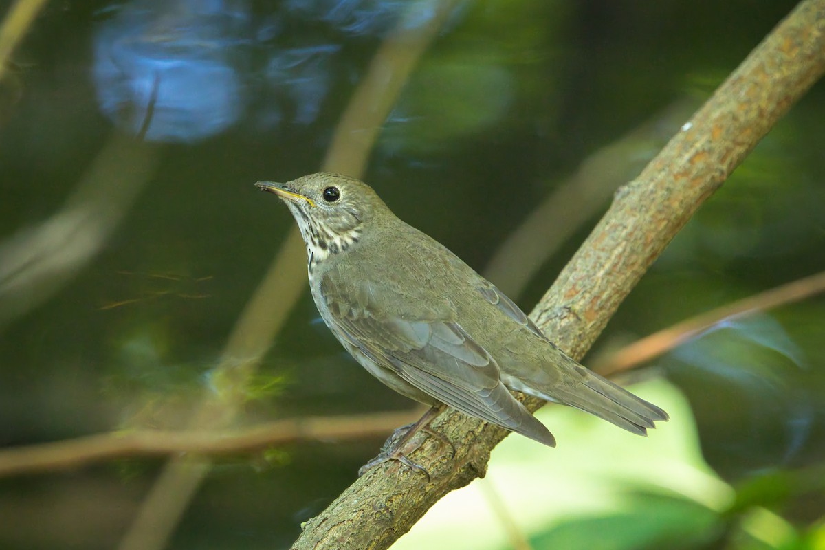 Gray-cheeked Thrush - ML642068891