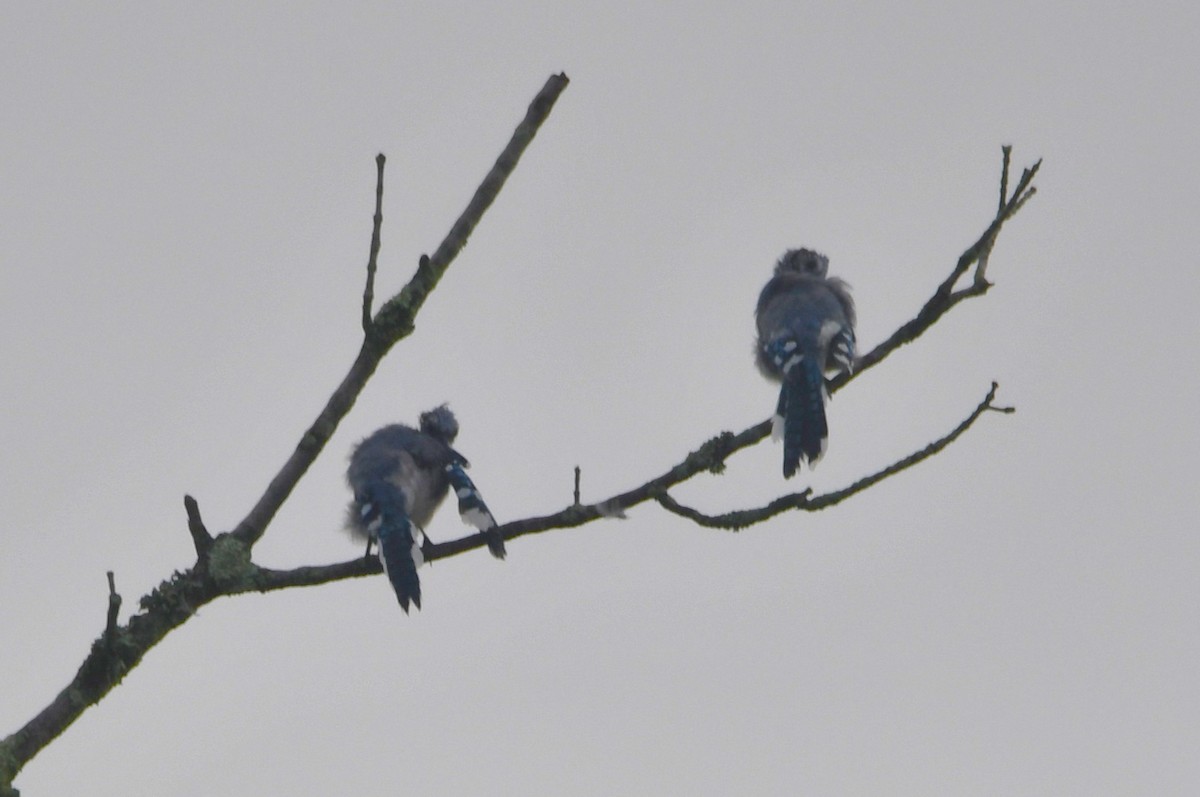 Blue Jay - ML642068897