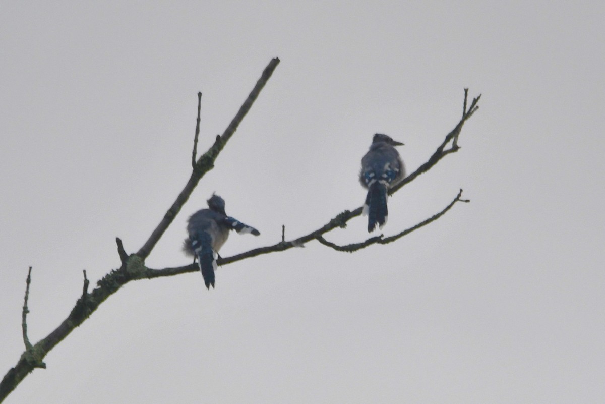Blue Jay - ML642068898