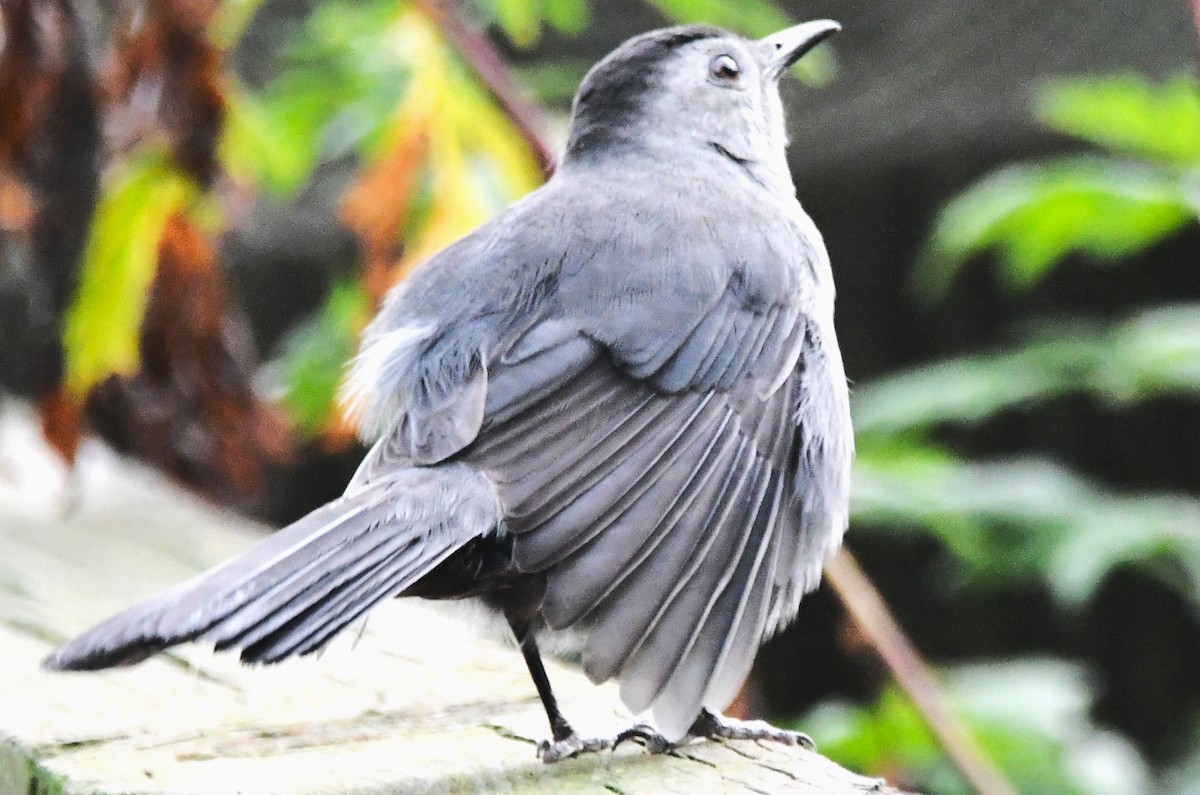 Gray Catbird - ML642068923