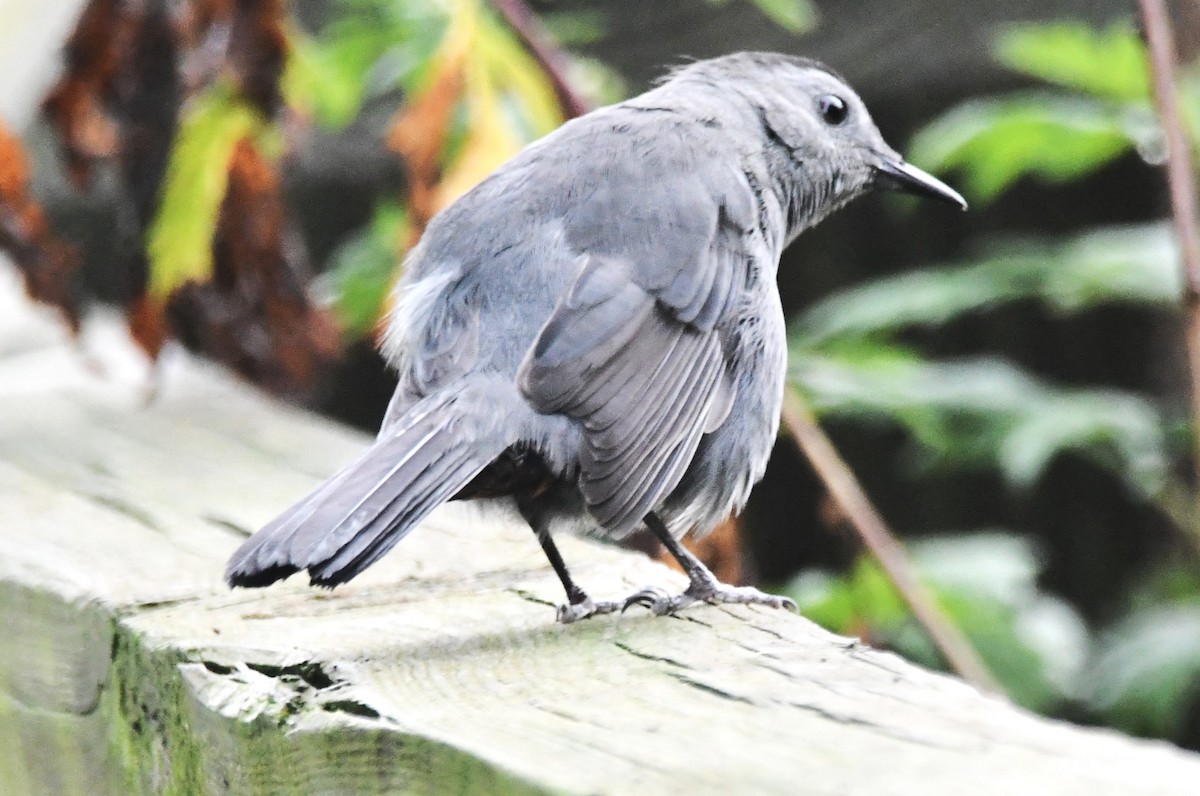 Gray Catbird - ML642068924