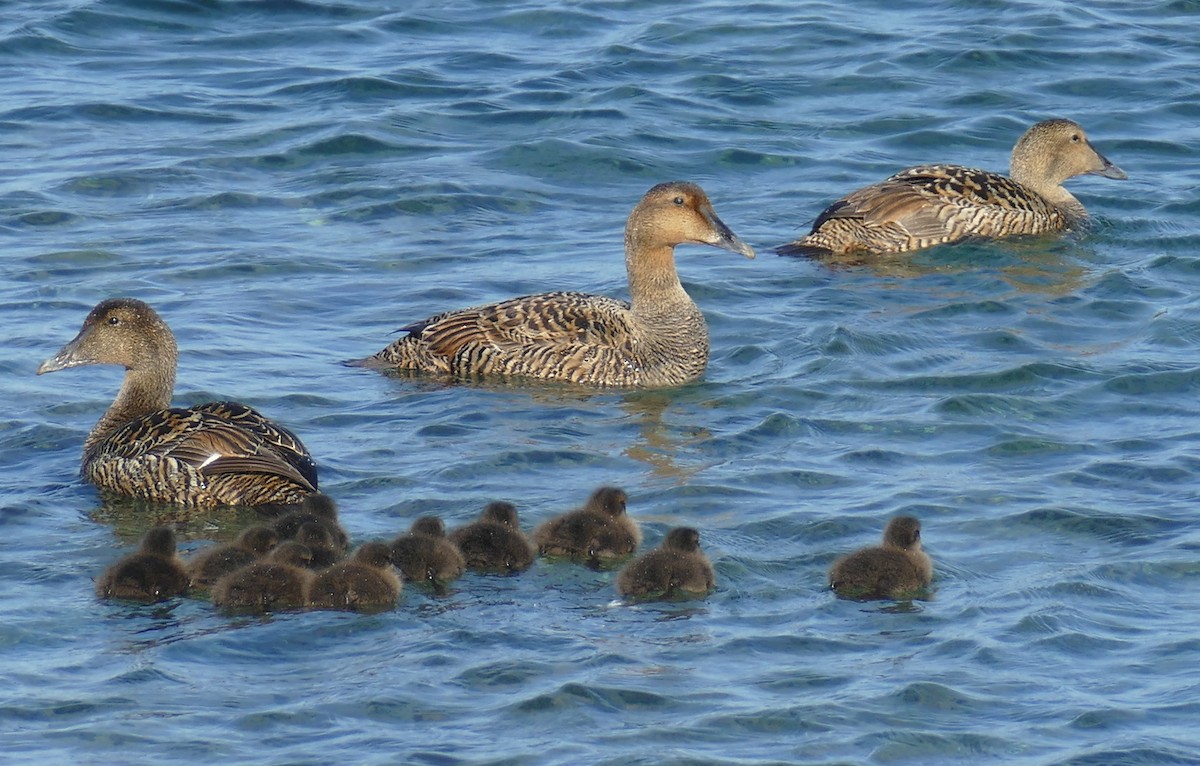 Eider arrunta - ML642068933