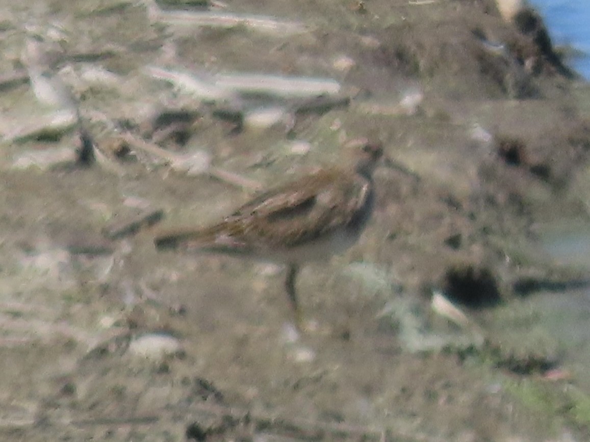Txirri pektorala - ML642068938