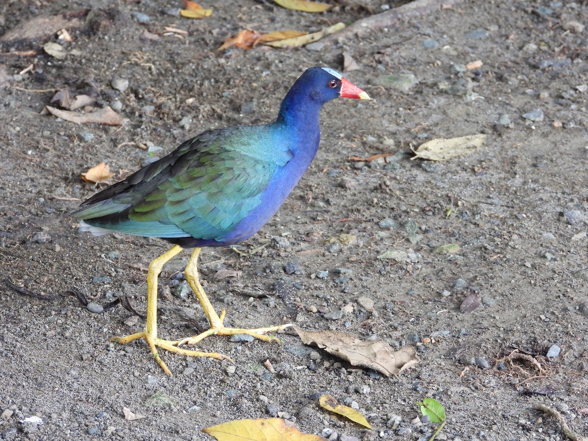 Purple Gallinule - ML642068941