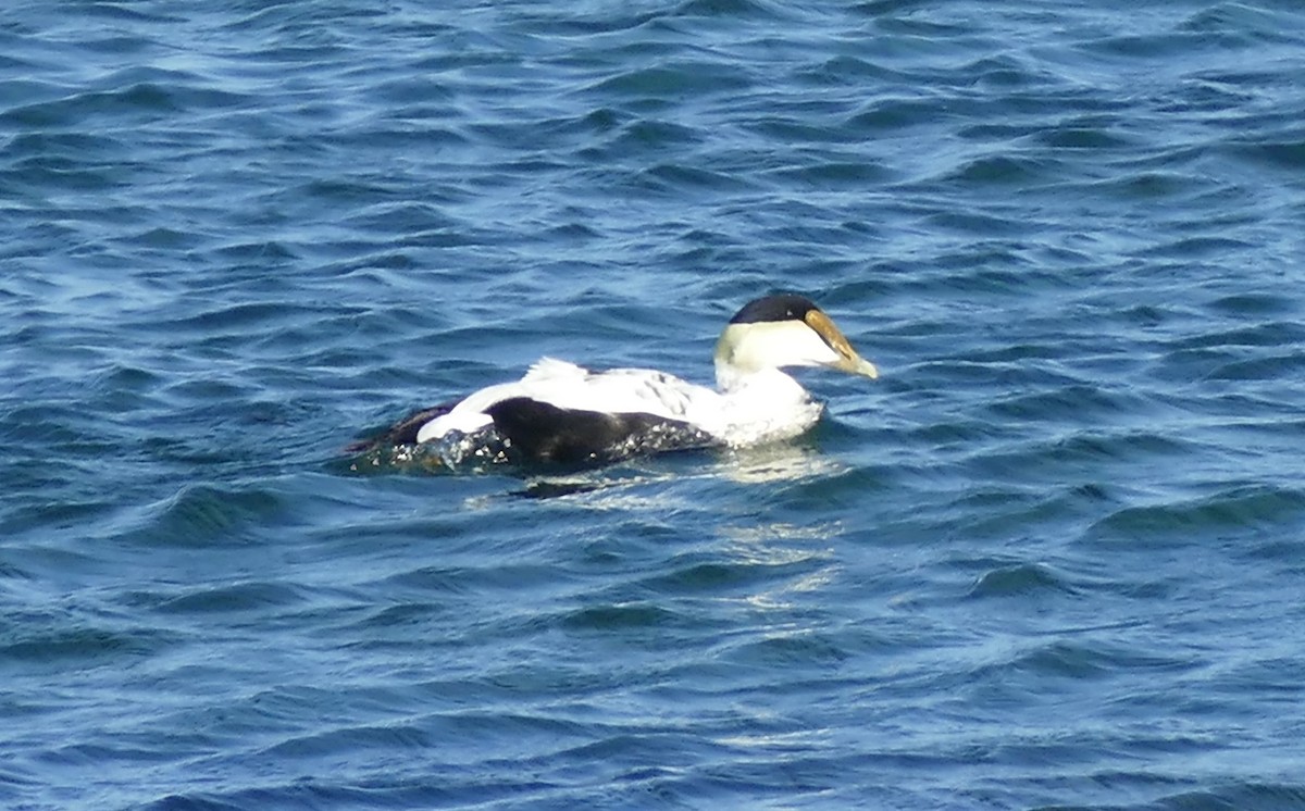 Eider arrunta - ML642068948