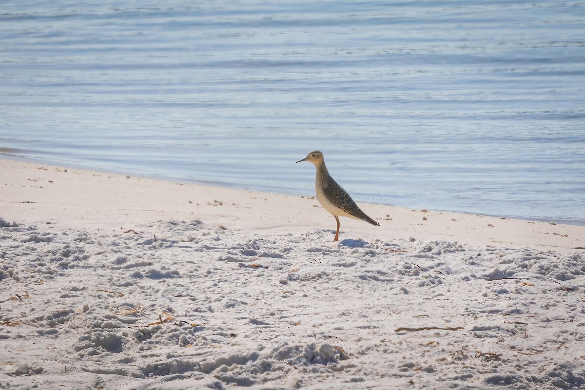 Buff-breasted Sandpiper - ML642068956