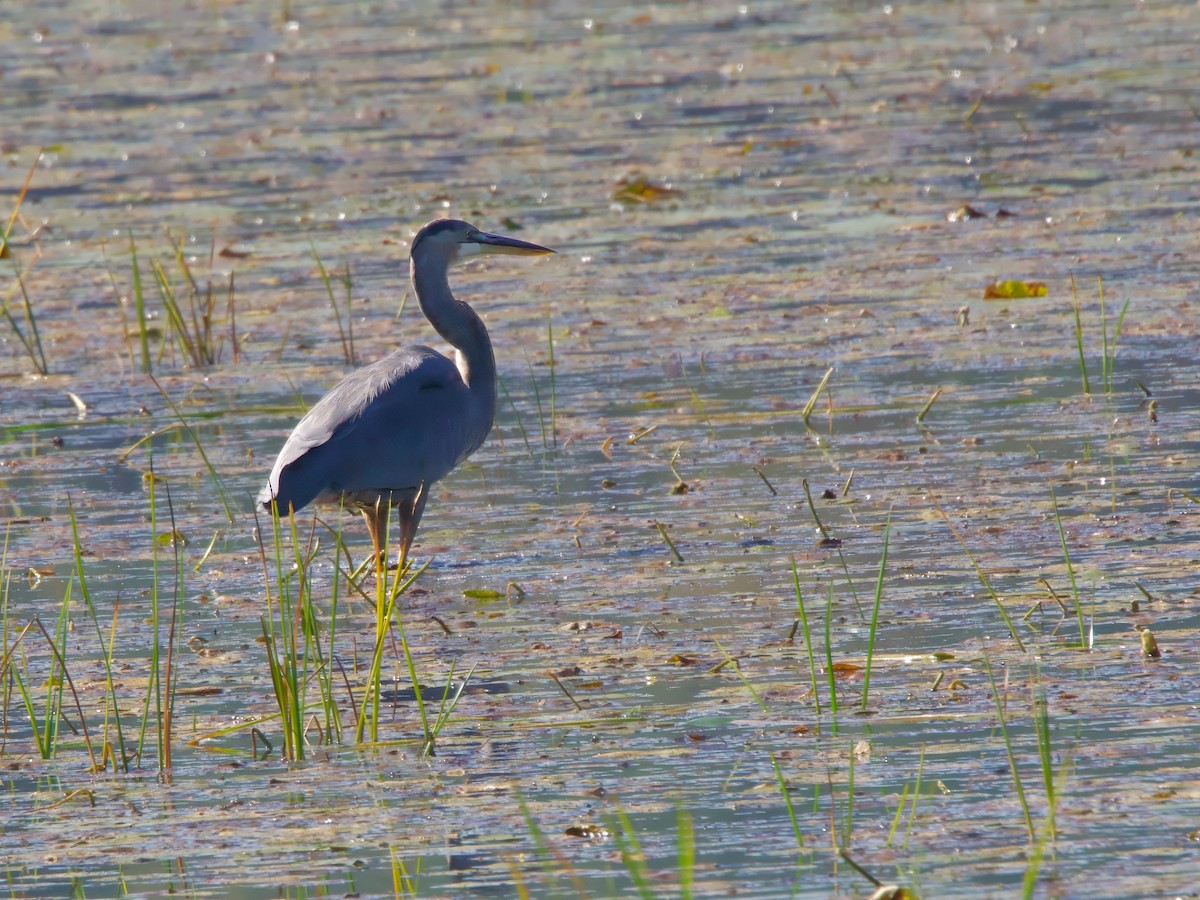 Great Blue Heron - ML642068959