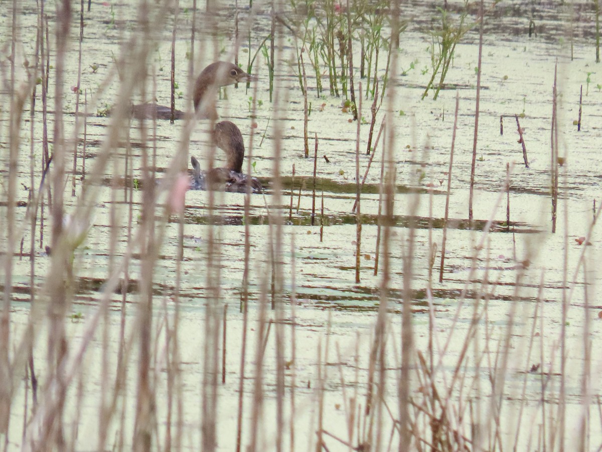 Pied-billed Grebe - ML642068972