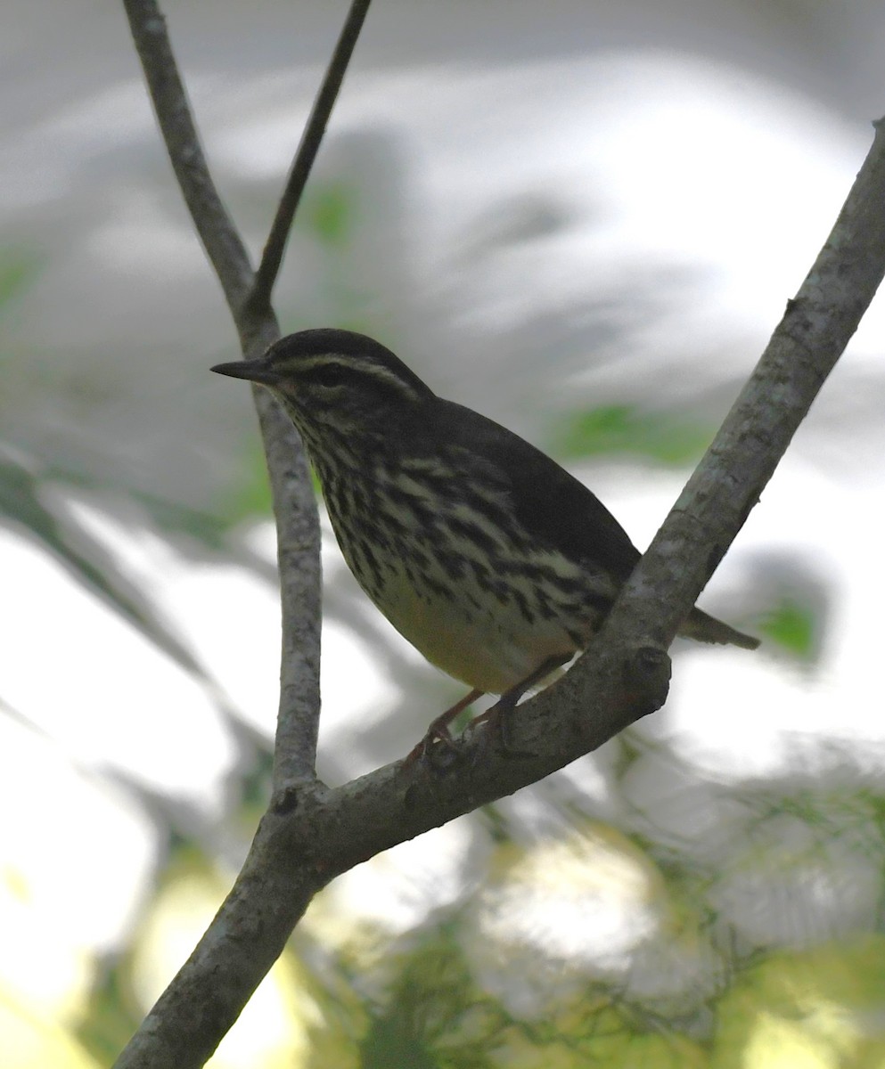 Northern Waterthrush - ML642068990