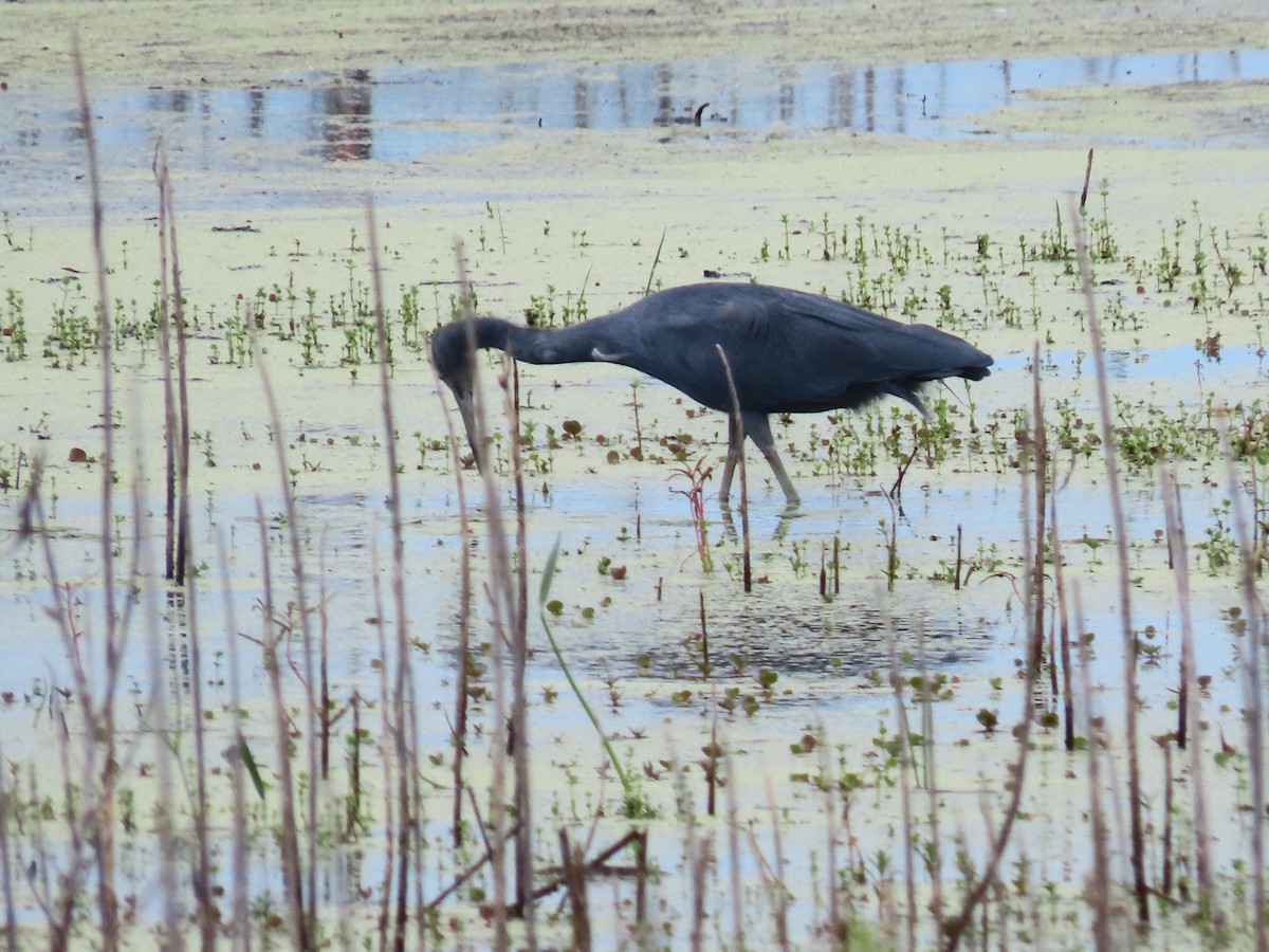 Little Blue Heron - ML642068994