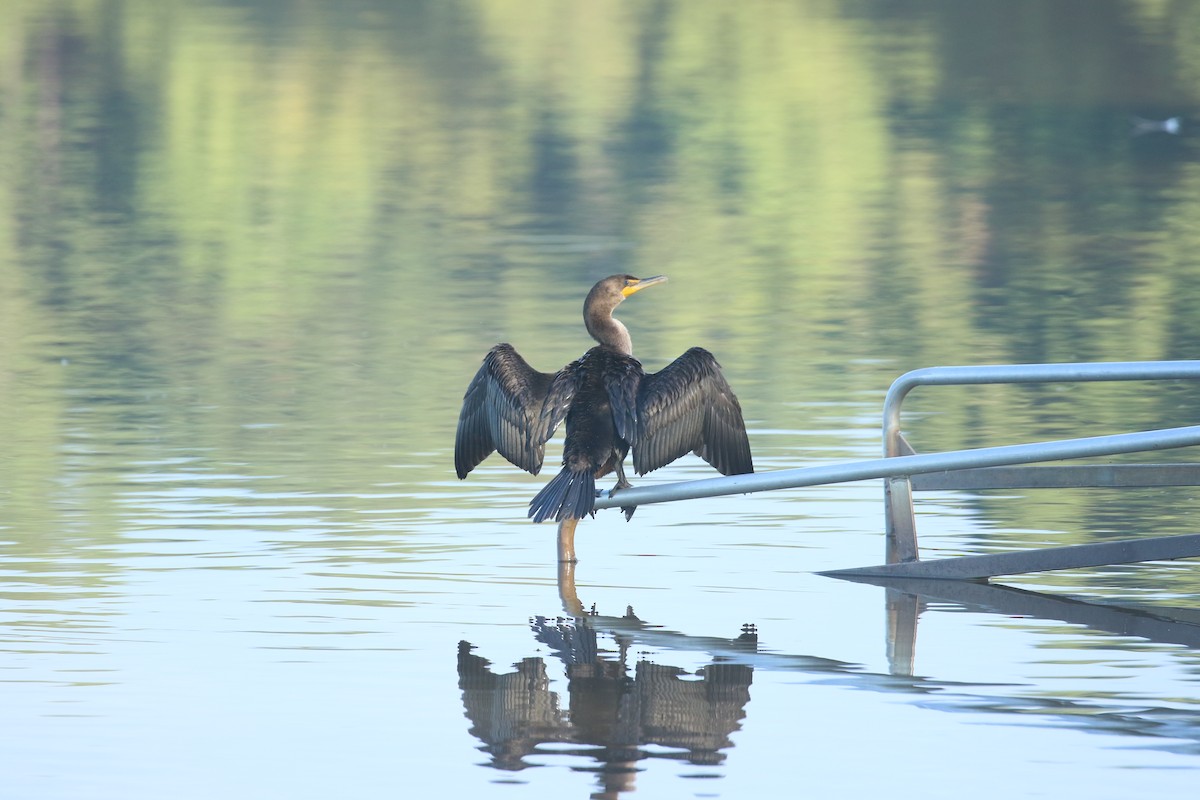 Double-crested Cormorant - ML642068999