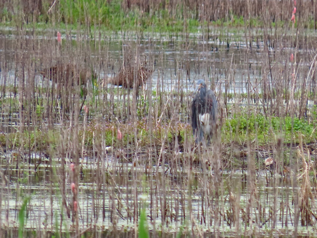 Tricolored Heron - ML642069000