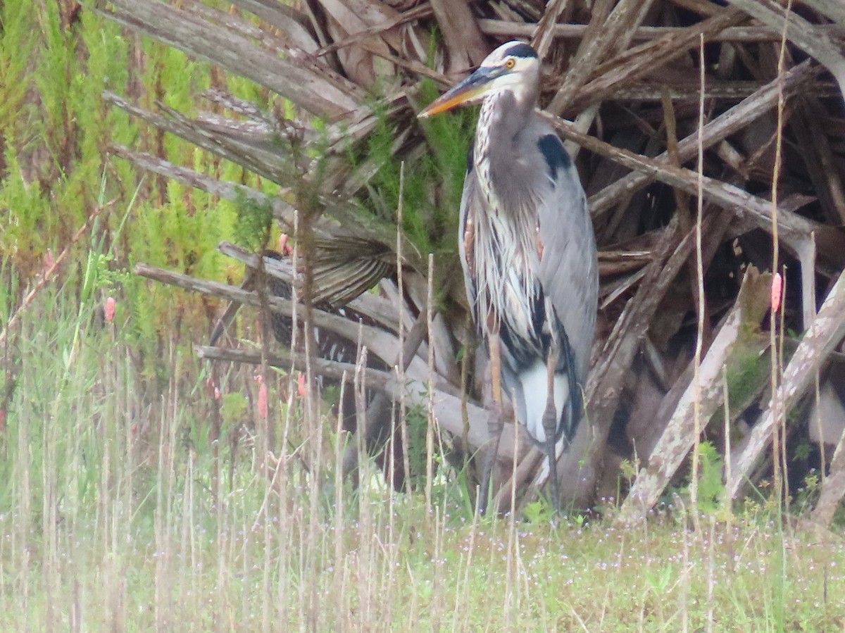 Great Blue Heron - ML642069003