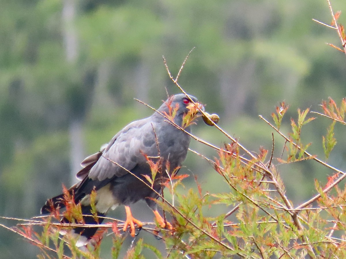 Snail Kite - ML642069017