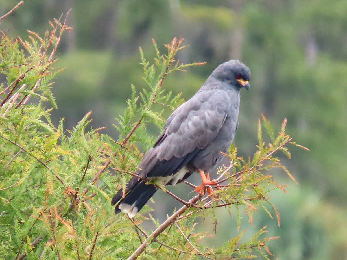 Snail Kite - ML642069018