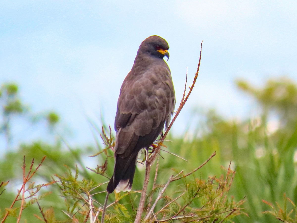 Snail Kite - ML642069019