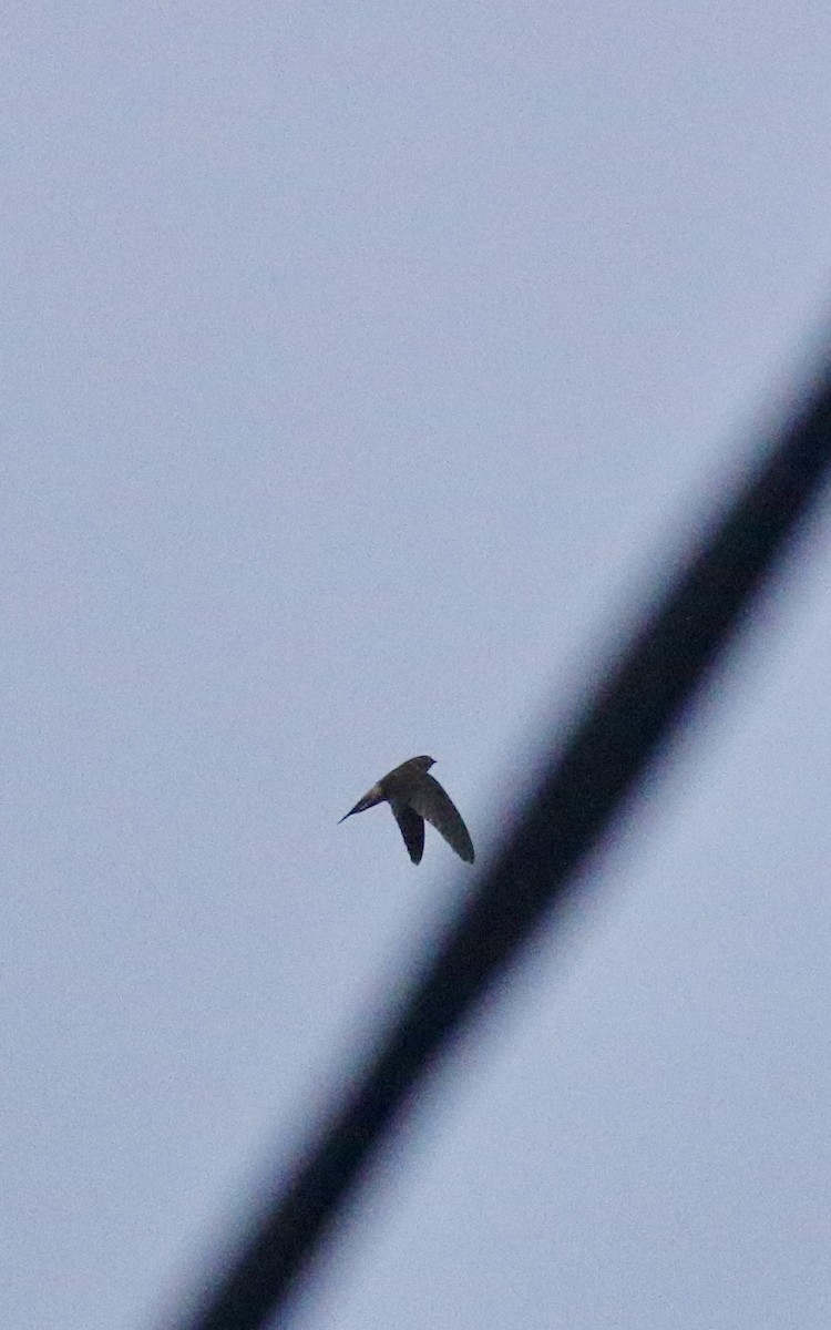House Swift - ML642069024