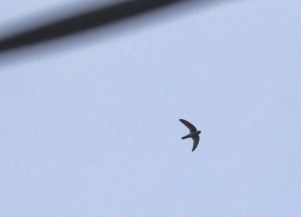 House Swift - ML642069025