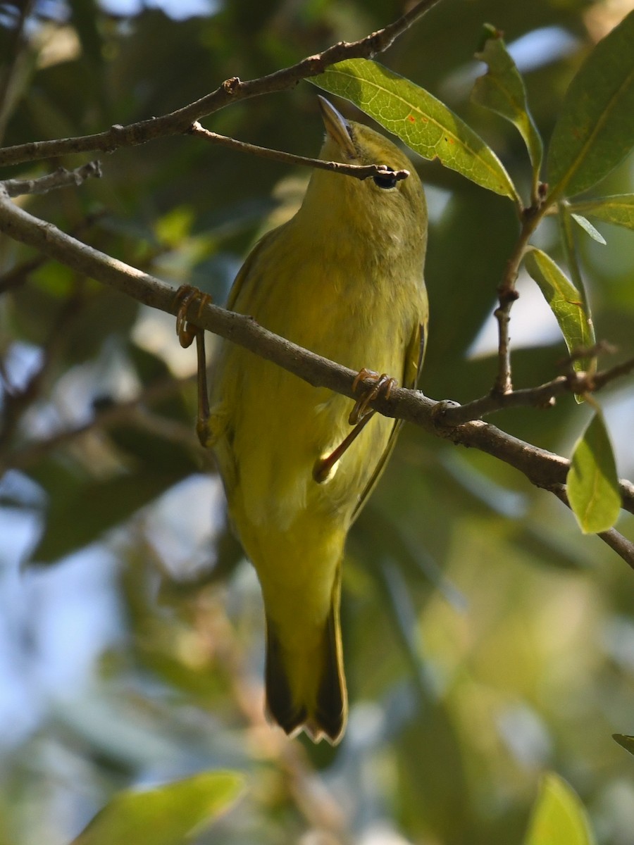 Yellow Warbler - ML642069032