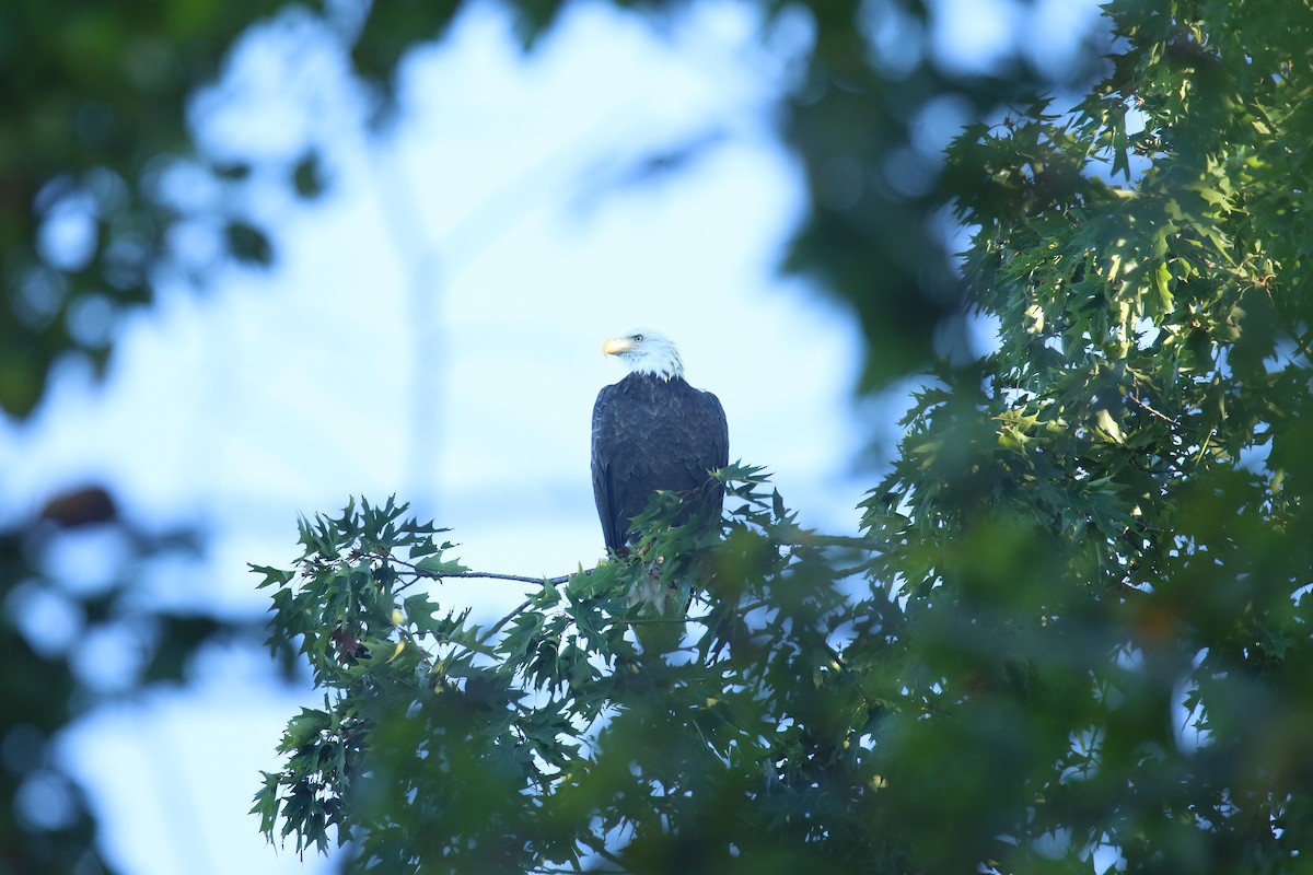 Bald Eagle - ML642069036