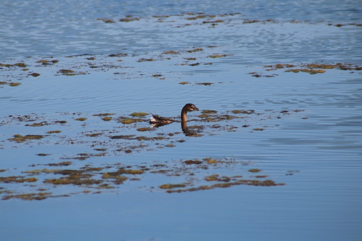 Pied-billed Grebe - ML642069037