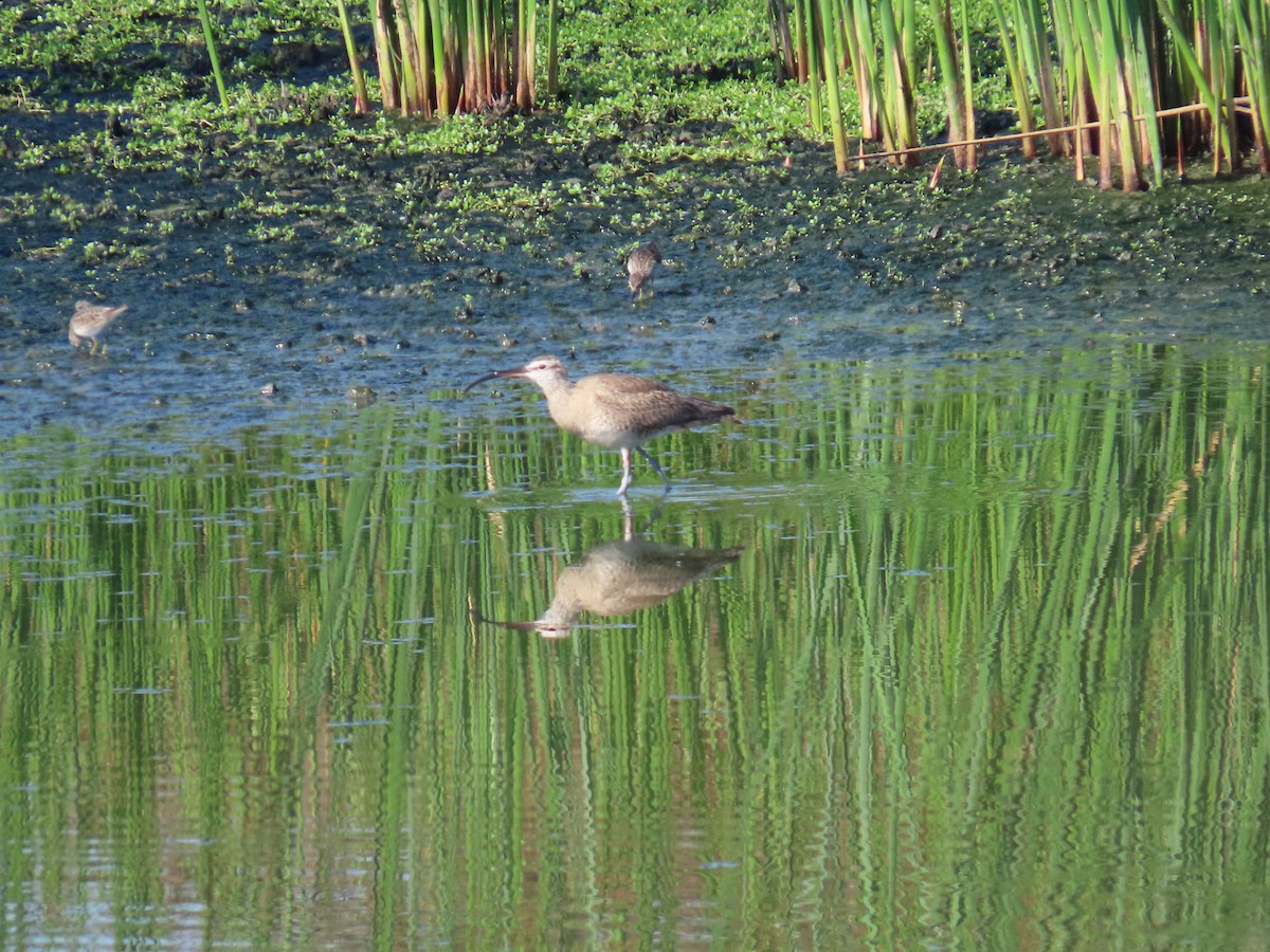 Whimbrel - ML642069045