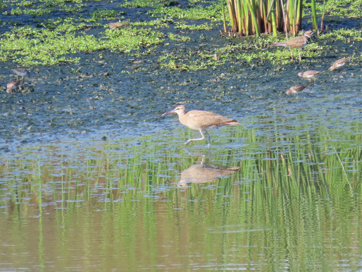 Whimbrel - ML642069046