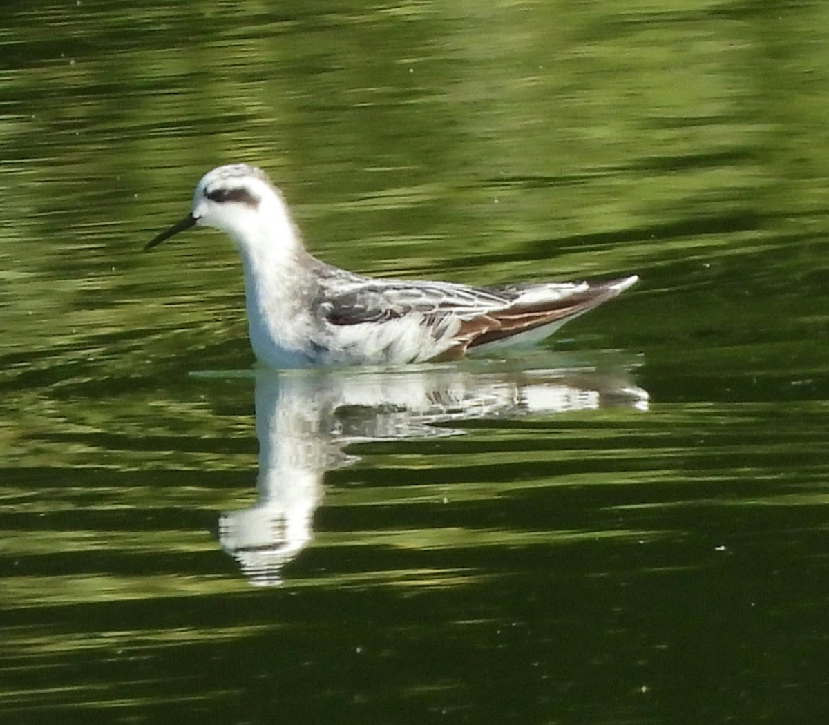 Red-necked Phalarope - ML642069053