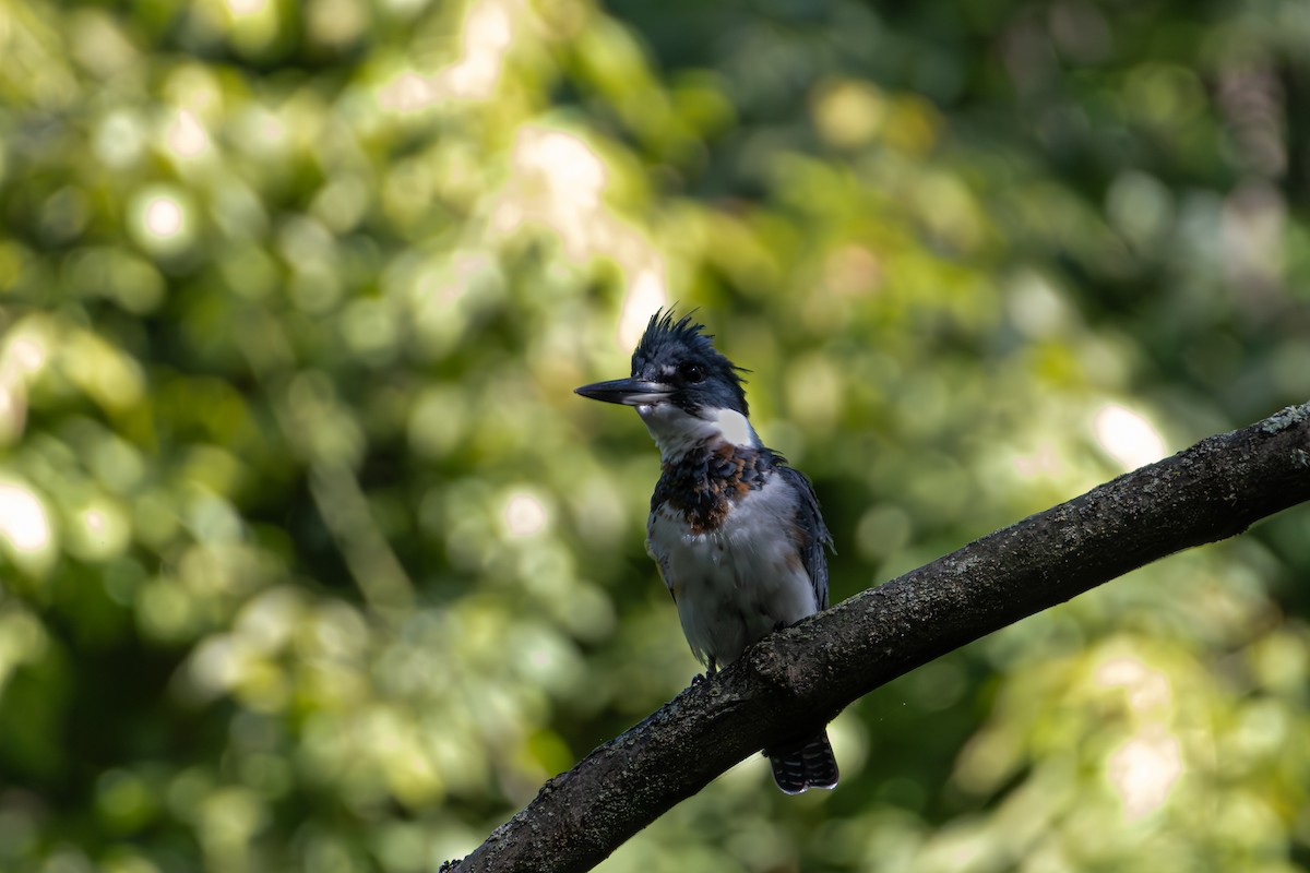 Belted Kingfisher - ML642069069
