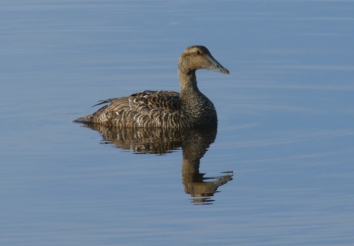 Eider arrunta - ML642069080