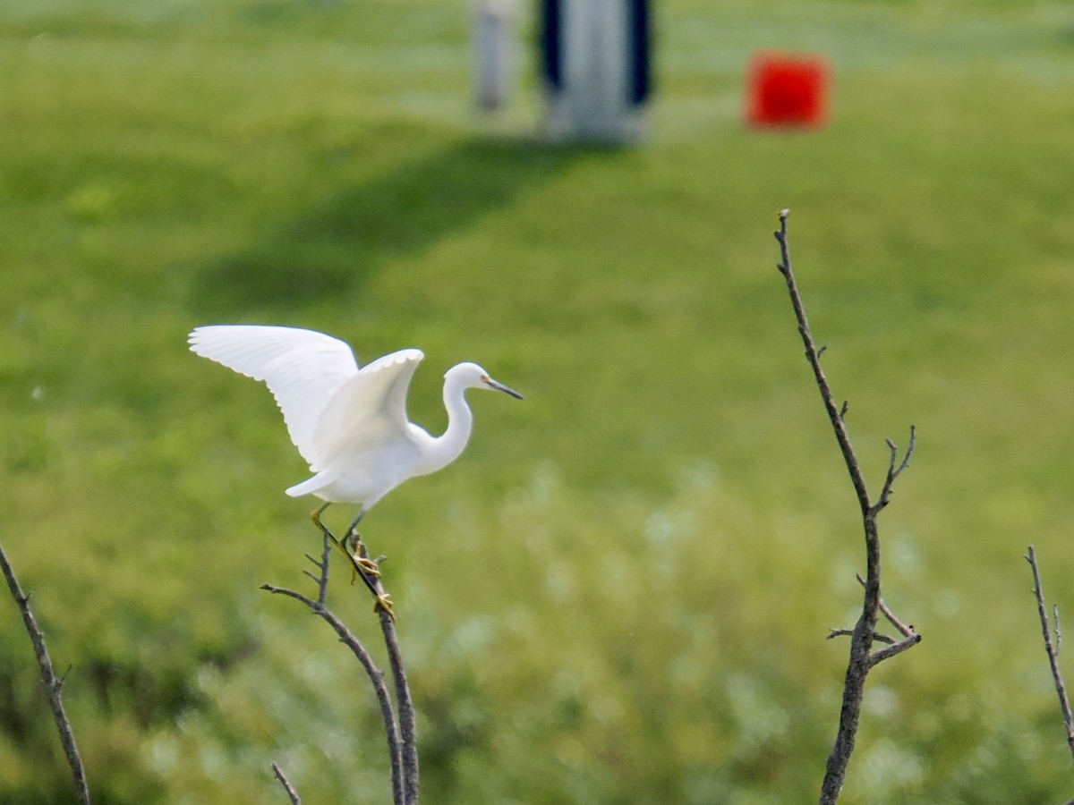 Aigrette neigeuse - ML642069085