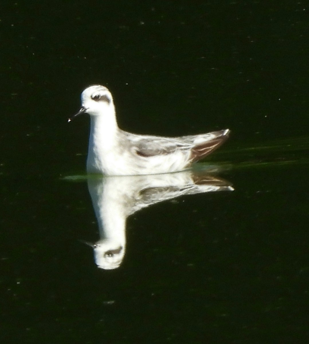 Red-necked Phalarope - ML642069087