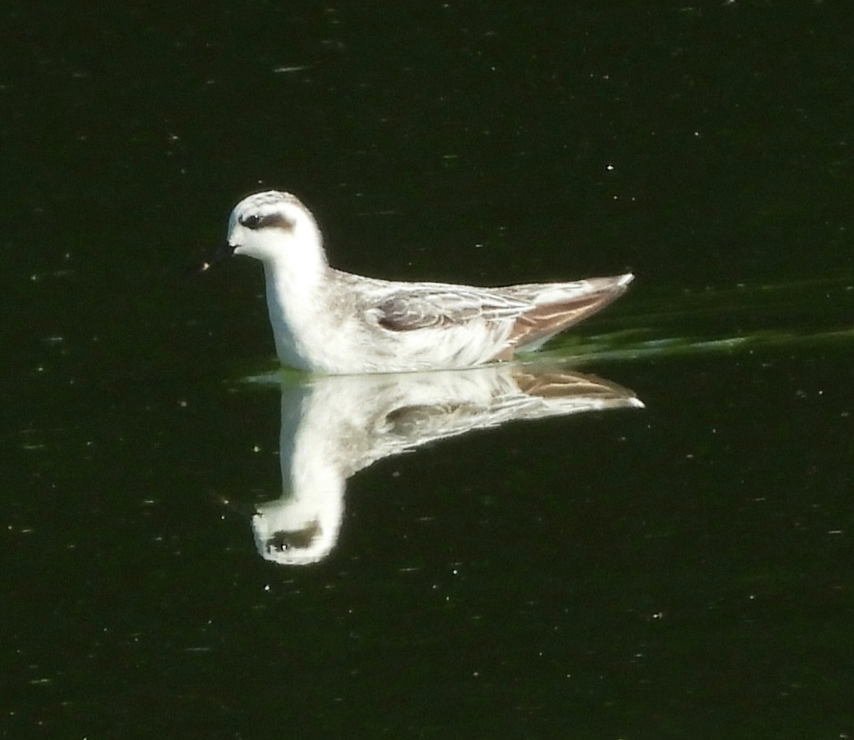 Red-necked Phalarope - ML642069097
