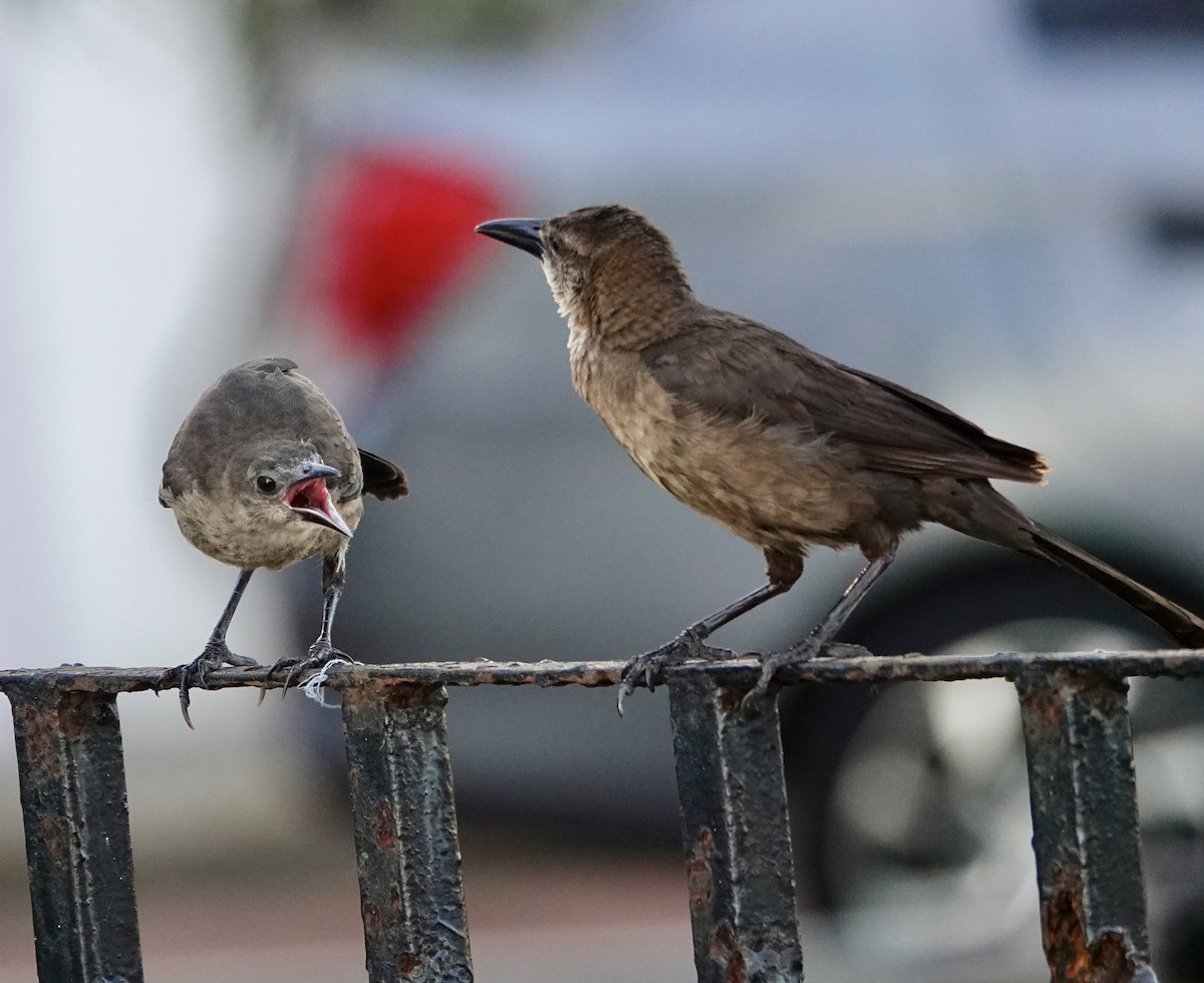 Great-tailed Grackle - ML642069102