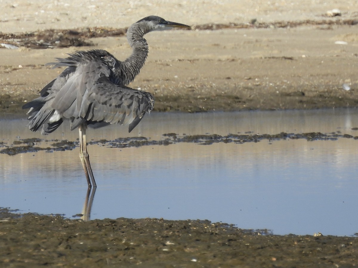 Great Blue Heron - ML642069110
