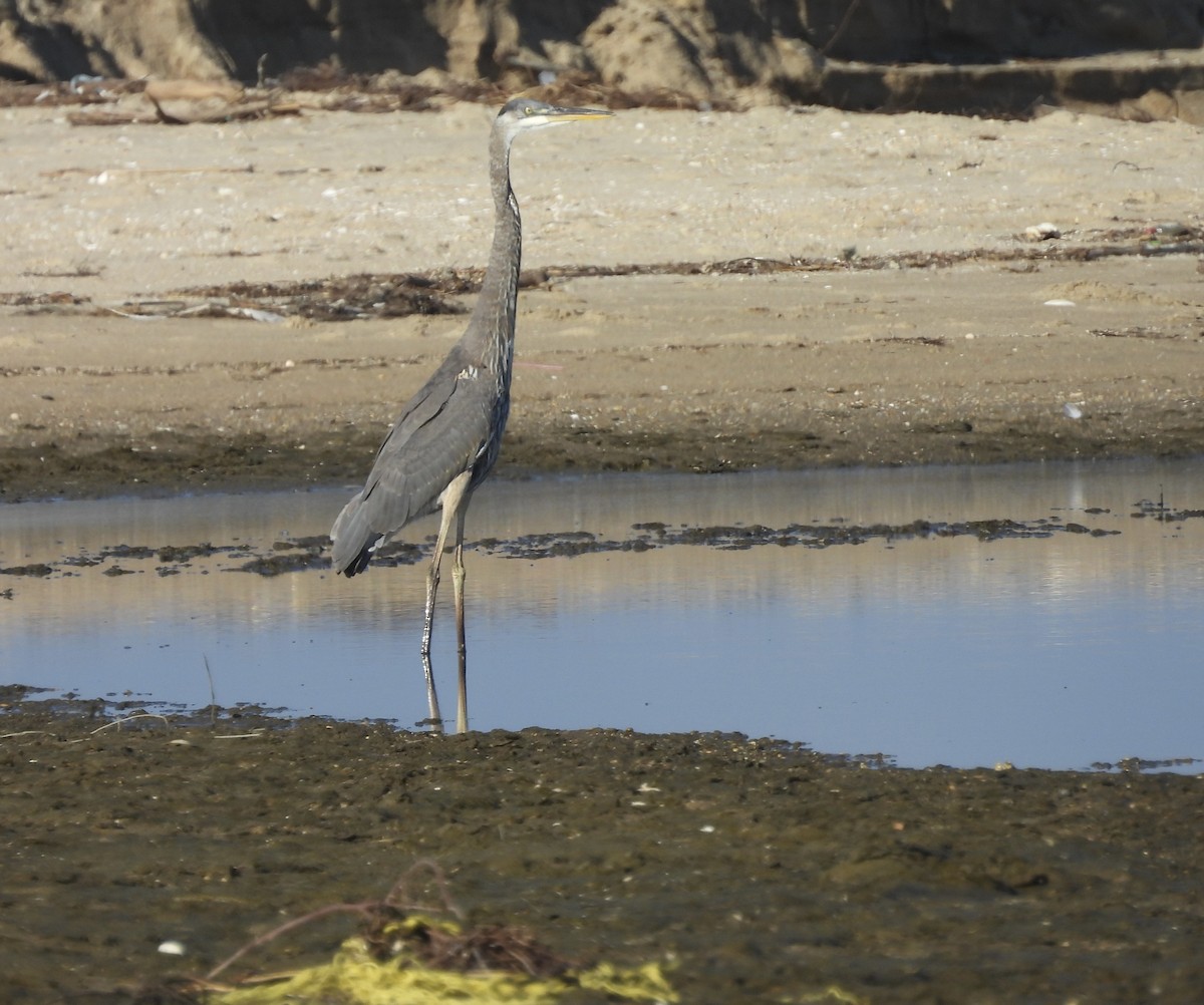 Great Blue Heron - ML642069111