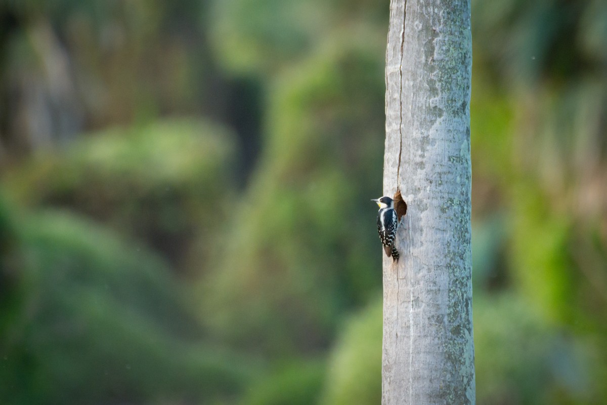 White-fronted Woodpecker - ML642069116