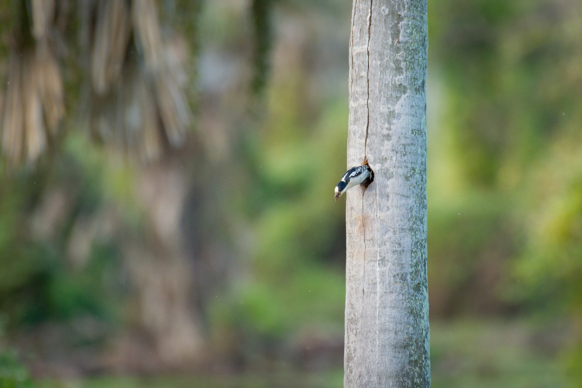 White-fronted Woodpecker - ML642069117