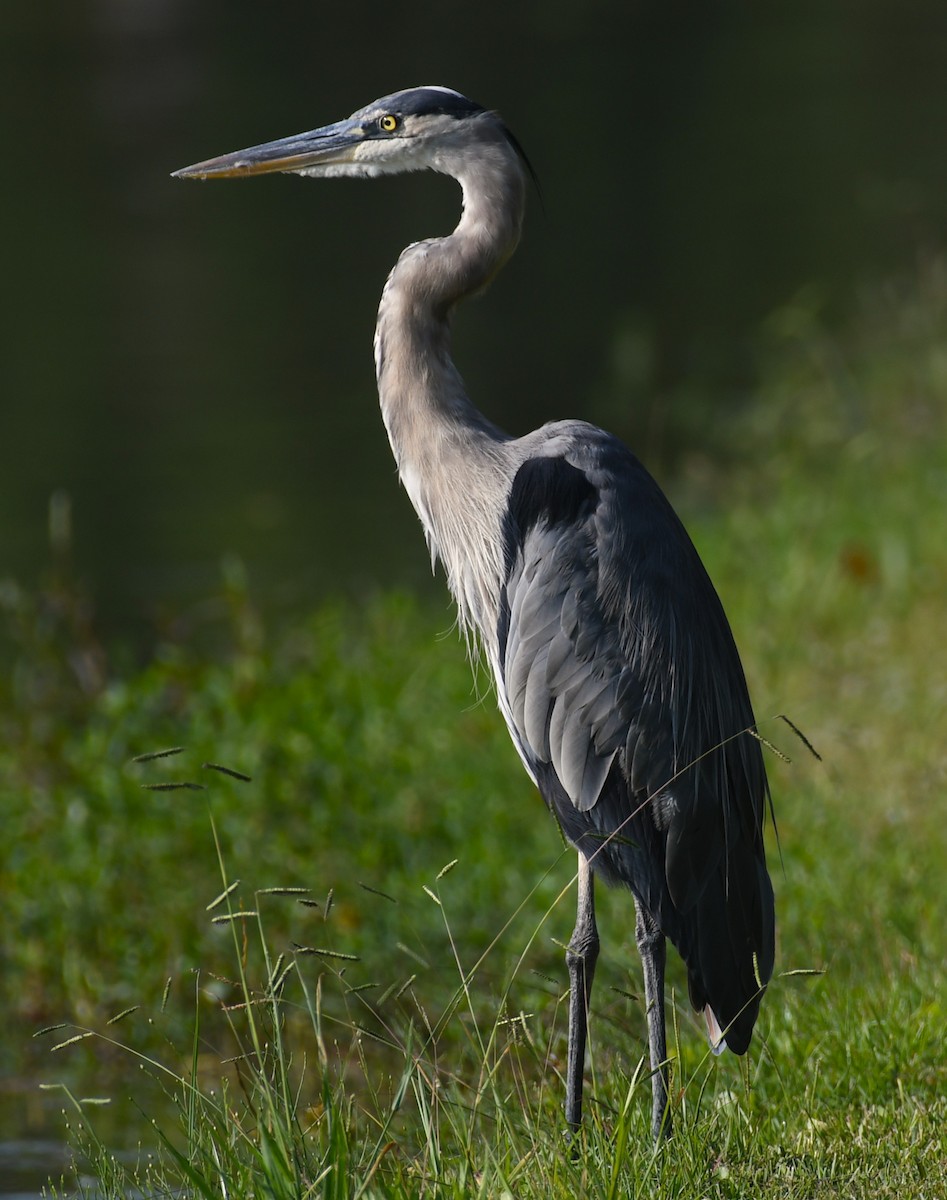 Great Blue Heron - ML642069119
