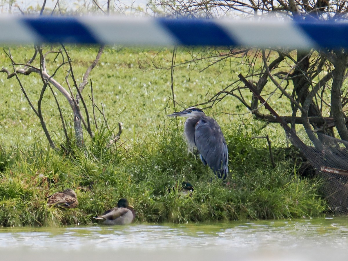 Great Blue Heron - ML642069132