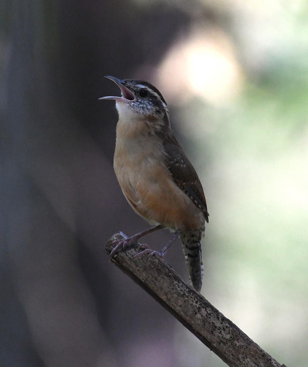 Carolina Wren - ML642069133