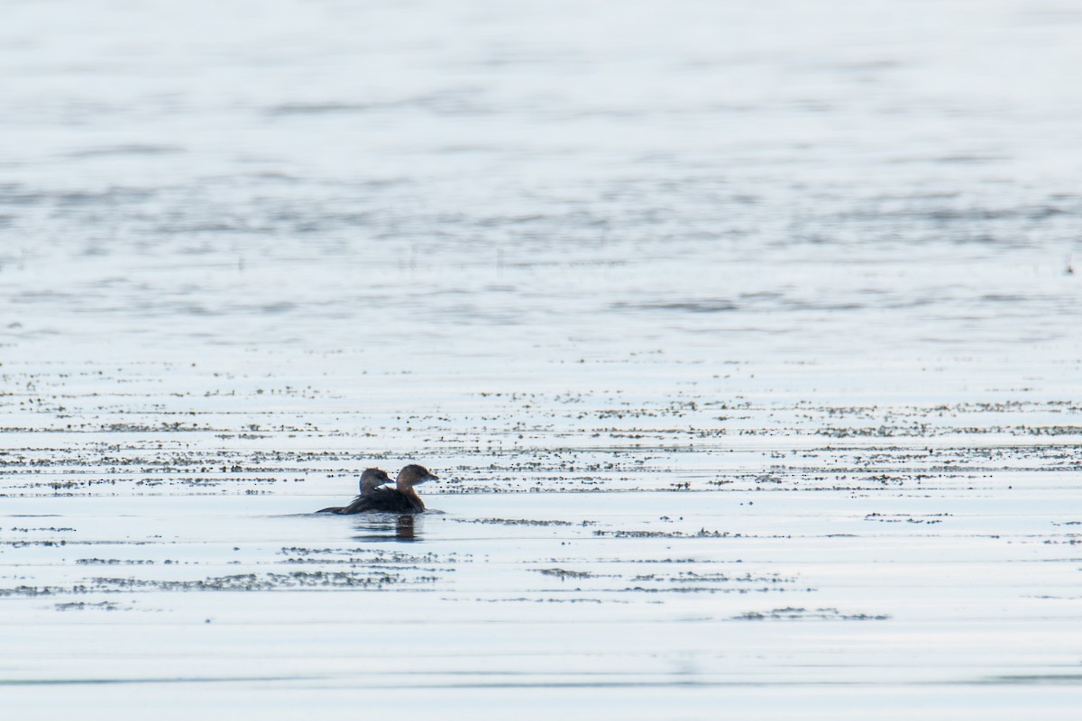 Pied-billed Grebe - ML642069165
